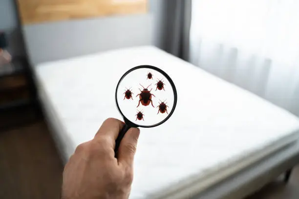 BEDBUGS CONTROL service