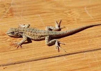Lizard Control Service
